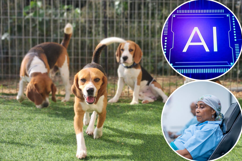 Exclusive | The new home test can detect cancer: thanks to adorable puppies that do so in the laboratory